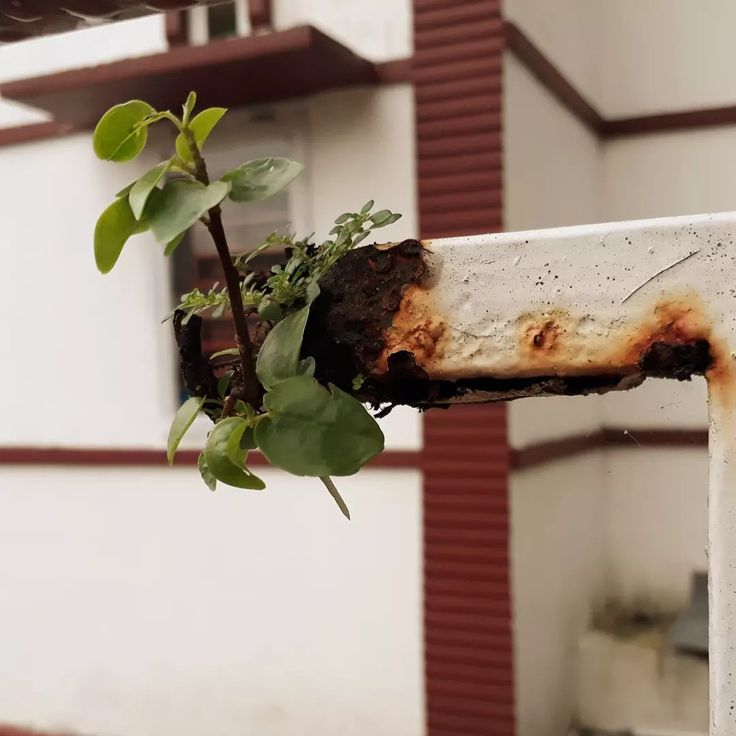 Pagar rumah besi yang mulai berkarat